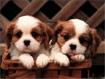 Puppies Free Screensaver 2.0 - Hình nền cún cưng cho máy tính