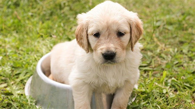 Puppy Wallpapers HD là bộ sưu tập hình nền miễn phí cho Windows 10