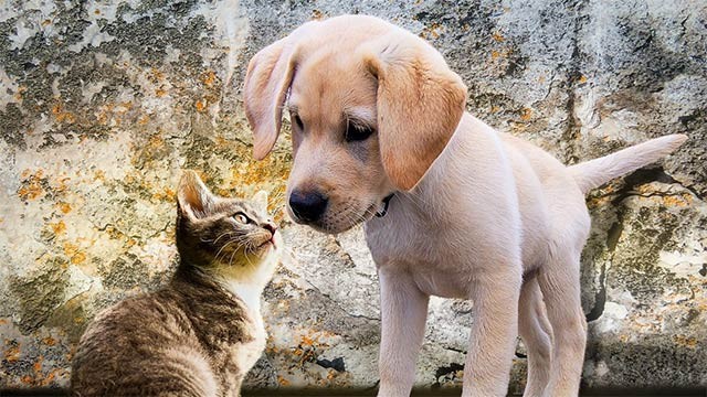 Puppy Wallpapers HD bao gồm hình ảnh động vật, hình nền cún con siêu dễ thương