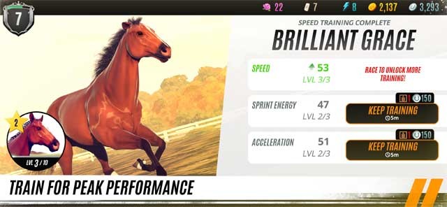 Huấn luyện ngựa giúp cải thiện thành tích của chúng trong cuộc đua