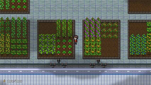 Trồng rau hoặc trái cây trong vườn trên mái nhà hoặc trên sân thượng các tòa nhà