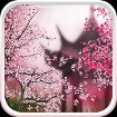 Sakura Live Wallpaper - Hình nền hoa anh đào động cho Android