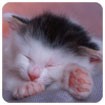 Sleepy Kittens Theme - Chủ đề Mèo Con Ngái Ngủ
