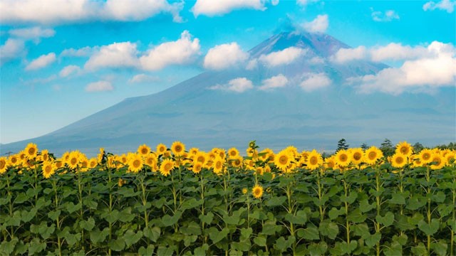 Cài đặt Sunflowers Premium làm theme Win 10