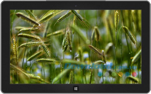 Swedish Summer theme