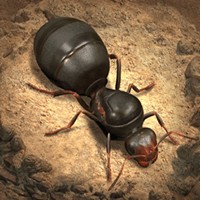 The Ants: Underground Kingdom iOS 1.5.0 - Xây dựng đế chế kiến