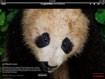 The Guardian Eyewitness for iPad - Share Photos