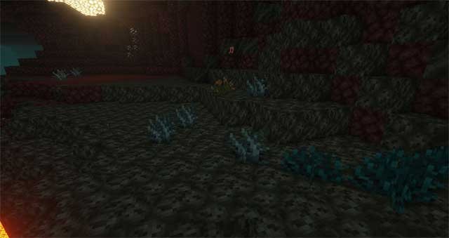 Các loài thực vật mới này có thể chịu được những điều kiện khắc nghiệt nhất