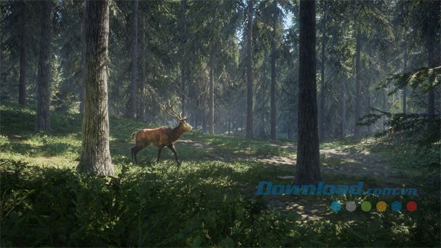 Săn thú hoang trong rừng sâu