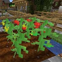 Tomato Mod: Trồng, Thu Hoạch & Làm Súp Cà Chua