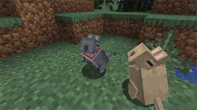 Degus có ngoại hình khá dễ thương, vừa giống thỏ vừa giống chuột