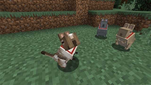 Loài vật này rất hữu ích cho những ai thích có một khoảng sân vườn sạch sẽ