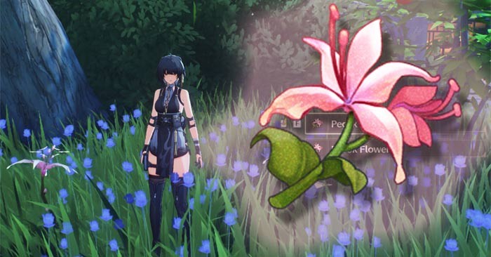 Wuthering Waves: Where to Find Pecok Flowers