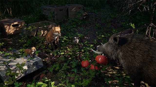 Giúp đỡ các loài vật vượt qua nhiều thử thách khác nhau