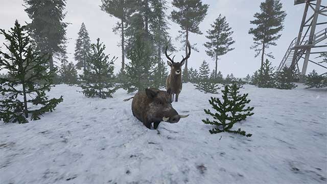 Tìm cách sinh tồn trong nhiều điều kiện thời tiết và môi trường khắc nghiệt