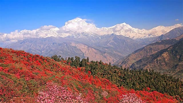 Thiết lập Wildflowers Premium dễ dàng để làm theme hoa cho Win 10