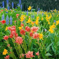 Wildflowers Premium - 4K Flower Wallpaper for Windows 10