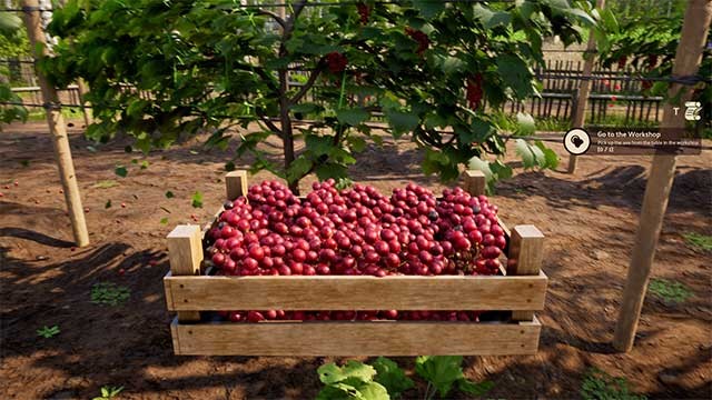 Khám phá cuộc sống của người trồng nho bên bờ Địa Trung Hải thời Trung cổ