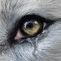 Wolf Online 2 iOS: Game nhập vai sói hoang hấp dẫn