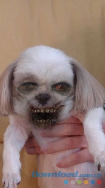 Biến những con vật đáng yêu thành xác sống