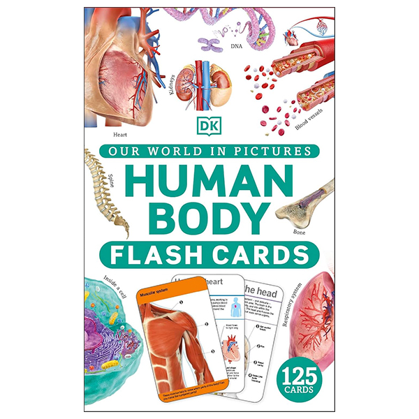 our world in pictures - human body flash cards